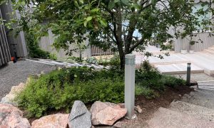 41vanhan omenapuun alla uusi istutus